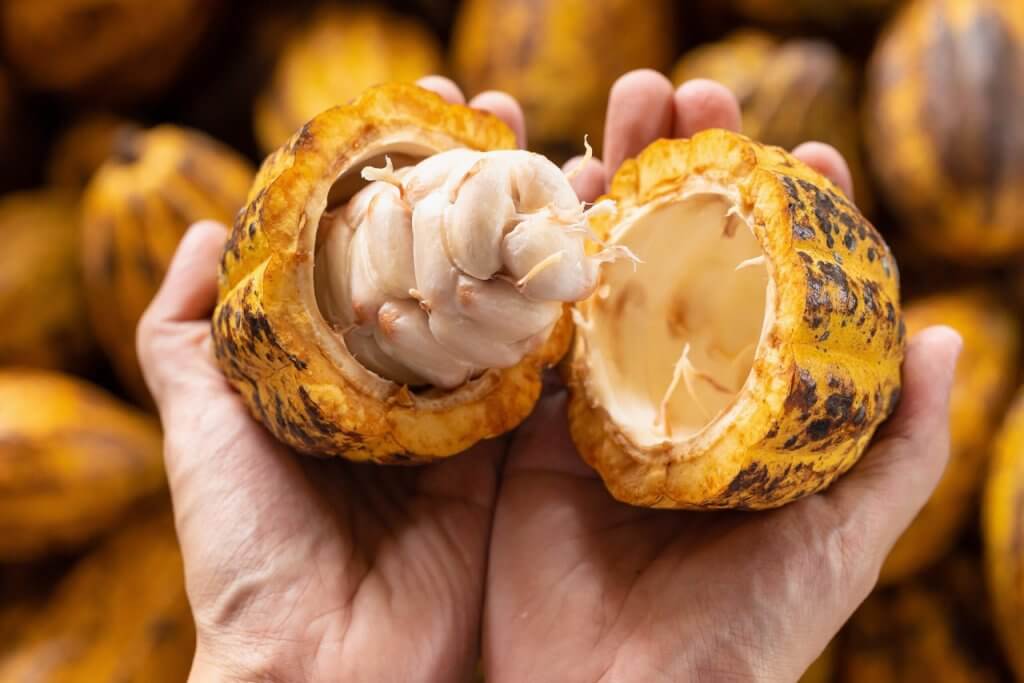 ACAV anuncia jornada formativa para fortalecer cultivo de cacao en Barinas