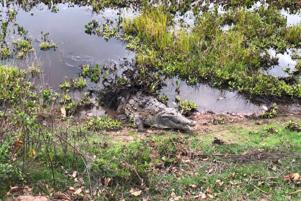 Venezuela avanza en estudios sobre microorganismos del caimán del Orinoco empleando nuevas técnicas moleculares