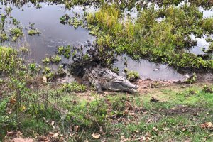 Lee más sobre el artículo Venezuela avanza en estudios sobre microorganismos del caimán del Orinoco empleando nuevas técnicas moleculares