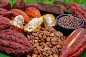 Lee más sobre el artículo Investigadores avanzan en el control de la fermentación de los granos de cacao para mejorar su calidad final