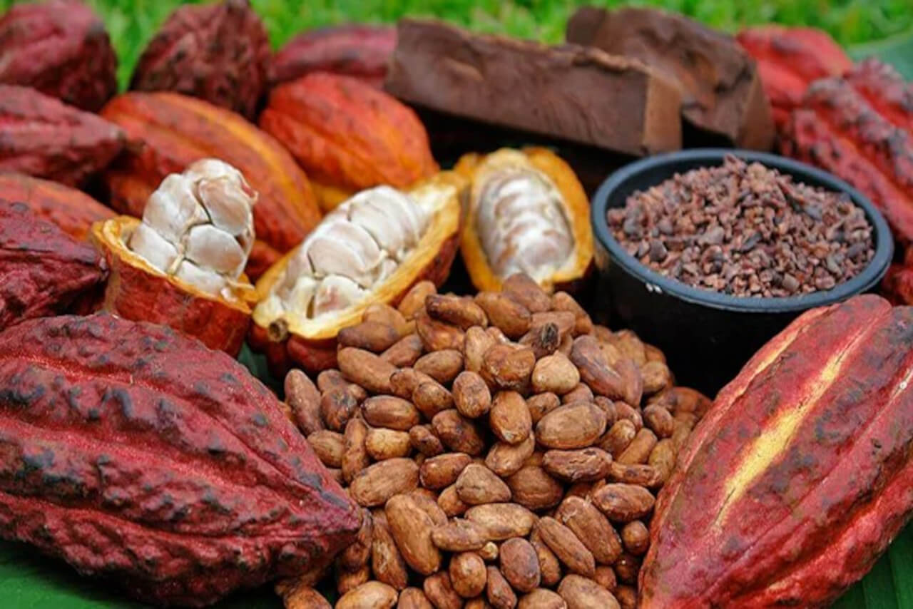 En este momento estás viendo Investigadores avanzan en el control de la fermentación de los granos de cacao para mejorar su calidad final