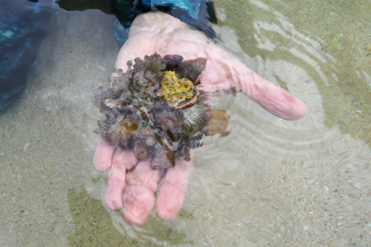En este momento estás viendo Evalúan zona de validación para control del coral invasor en el Parque Nacional Mochima