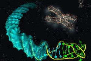 Lee más sobre el artículo Científicos eliminan de manera in vitro cromosoma extra que causa el síndrome de Down