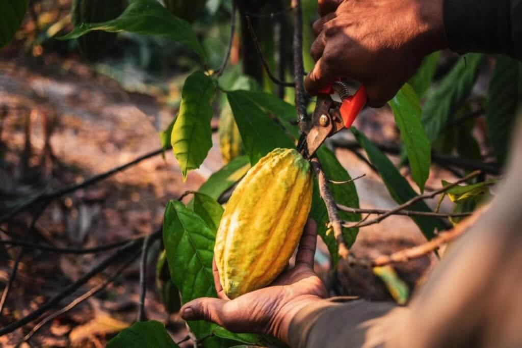 Plan Científico y Tecnológico de Cacao acompaña a productores de Barinas