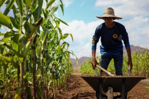 Lee más sobre el artículo Portuguesa | Mincyt realizará foro sobre el impacto de las semillas transgénicas