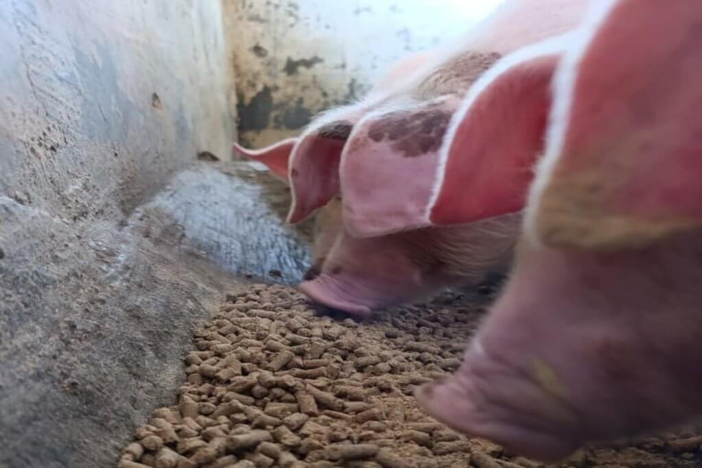 Avanza investigación sobre uso de harina de larva como proteína alternativa en alimentación animal