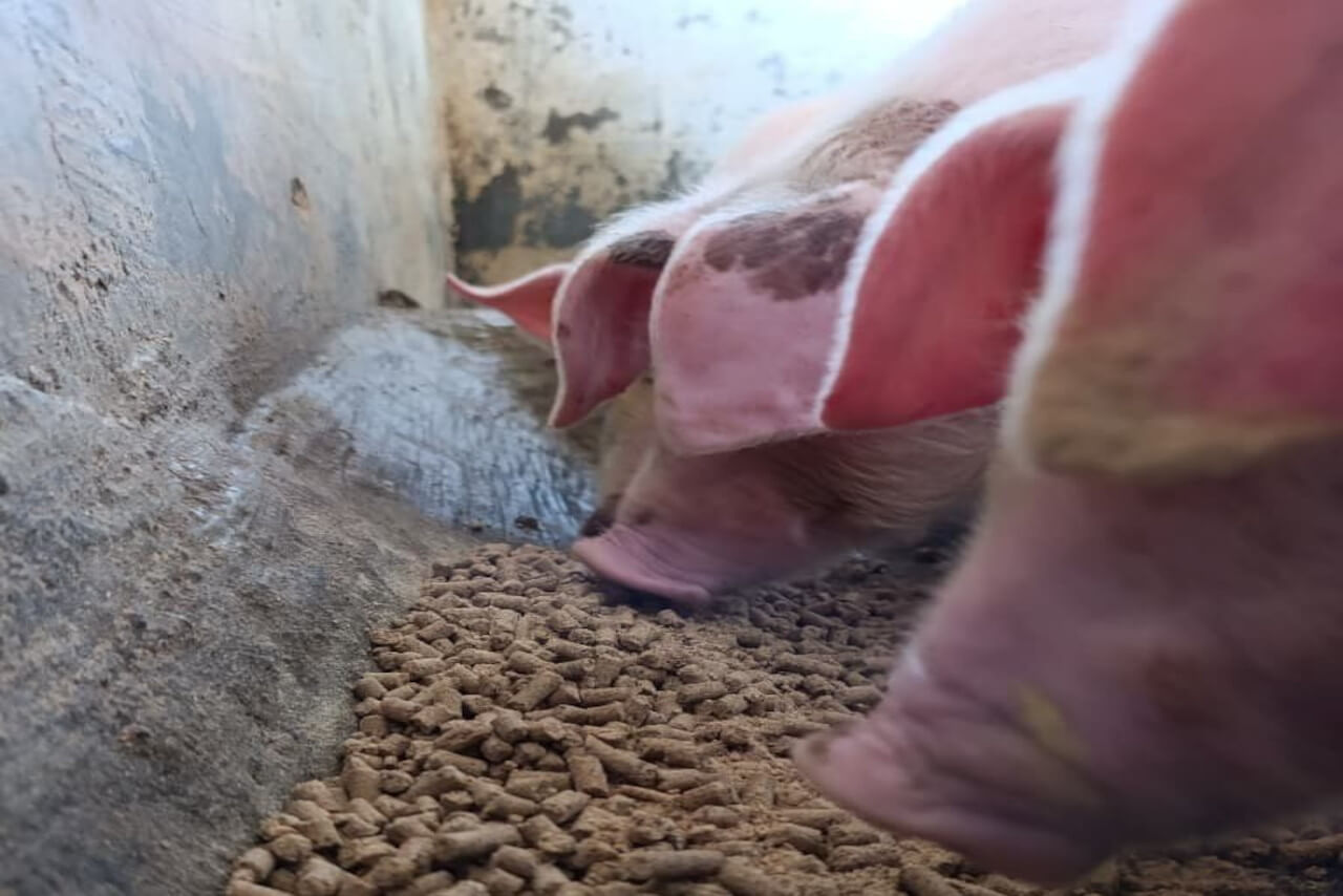 Lee más sobre el artículo Avanza investigación sobre uso de harina de larva como proteína alternativa en alimentación animal