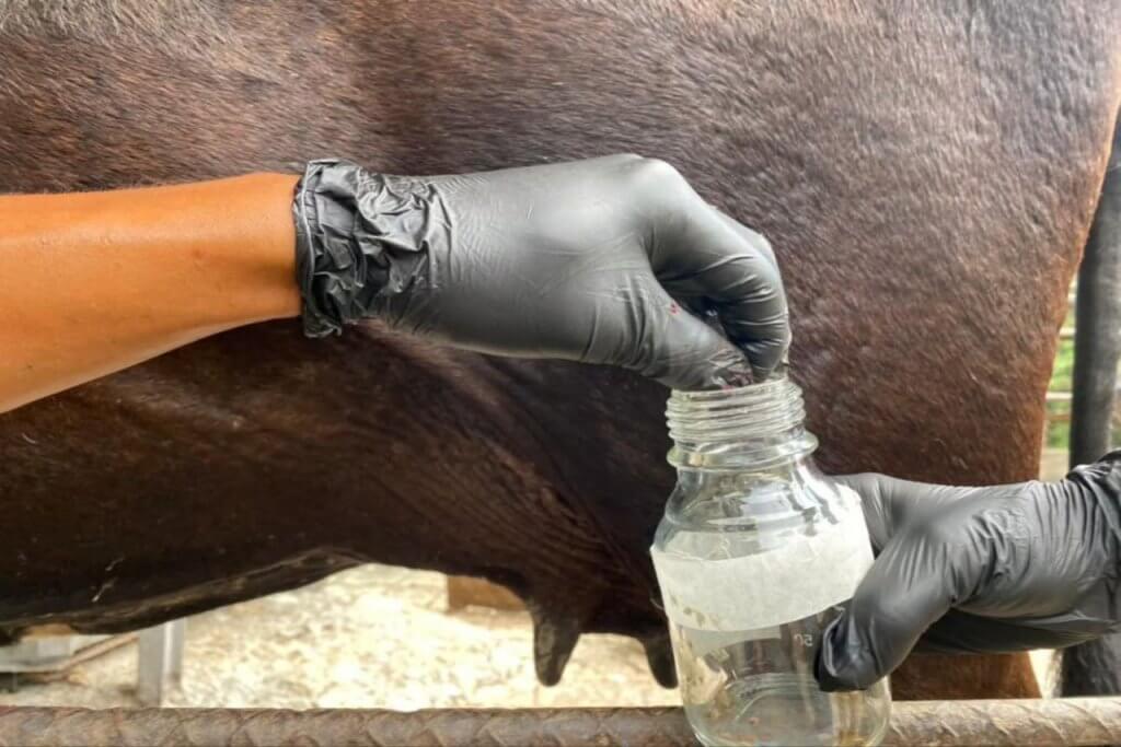 Fundación Ciepe avanza en aplicación de biocontrolador de plagas del ganado vacuno