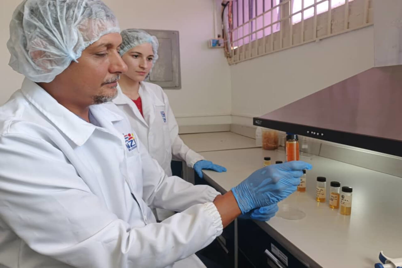 Lee más sobre el artículo Fundación Inzit logra avance significativo en la lucha contra el Fusarium Raza 4 Tropical