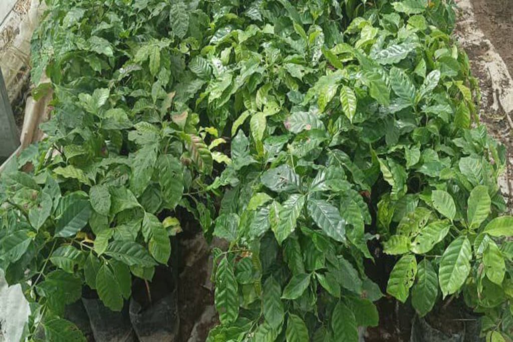 Fortalecerán redes de productores en Barinas con entrega comunitaria de plántulas de café