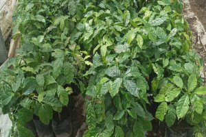 Lee más sobre el artículo Fortalecerán redes de productores en Barinas con entrega comunitaria de plántulas de café