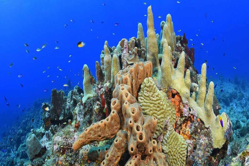 La importancia de los arrecifes de coral y el efecto de la crisis climática