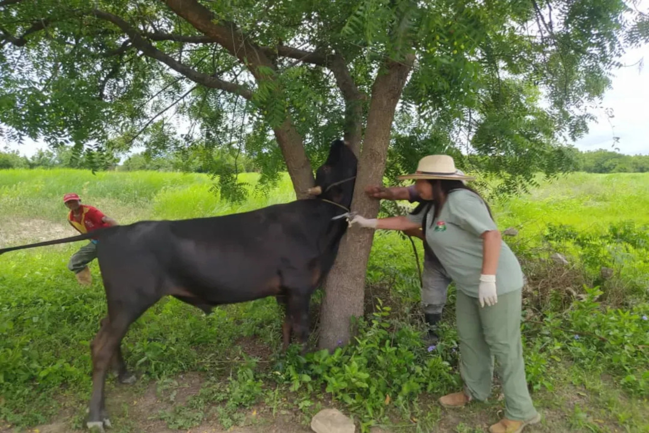 Lee más sobre el artículo Gobierno Bolivariano impulsa jornada de prevención de fiebre aftosa en Carabobo