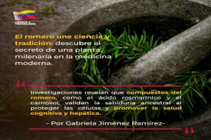 Lee más sobre el artículo Investigaciones sobre los beneficios del romero destacan la conexión entre la ciencia y sabiduría ancestral en la medicina moderna