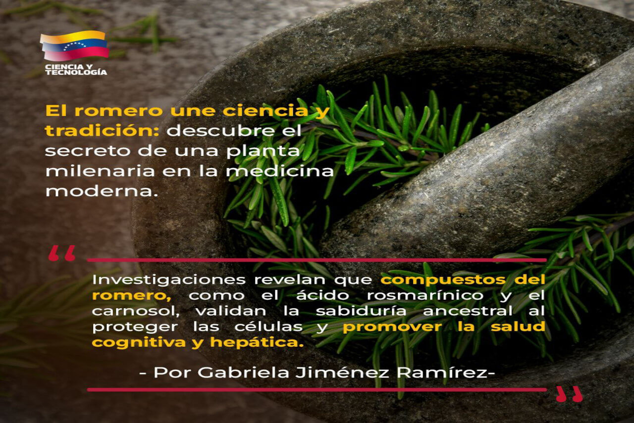 Lee más sobre el artículo Investigaciones sobre los beneficios del romero destacan la conexión entre la ciencia y sabiduría ancestral en la medicina moderna