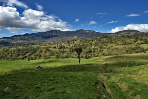Lee más sobre el artículo Científica venezolana comparte estudio sobre restauración ecológica en el Bosque Nublado andino