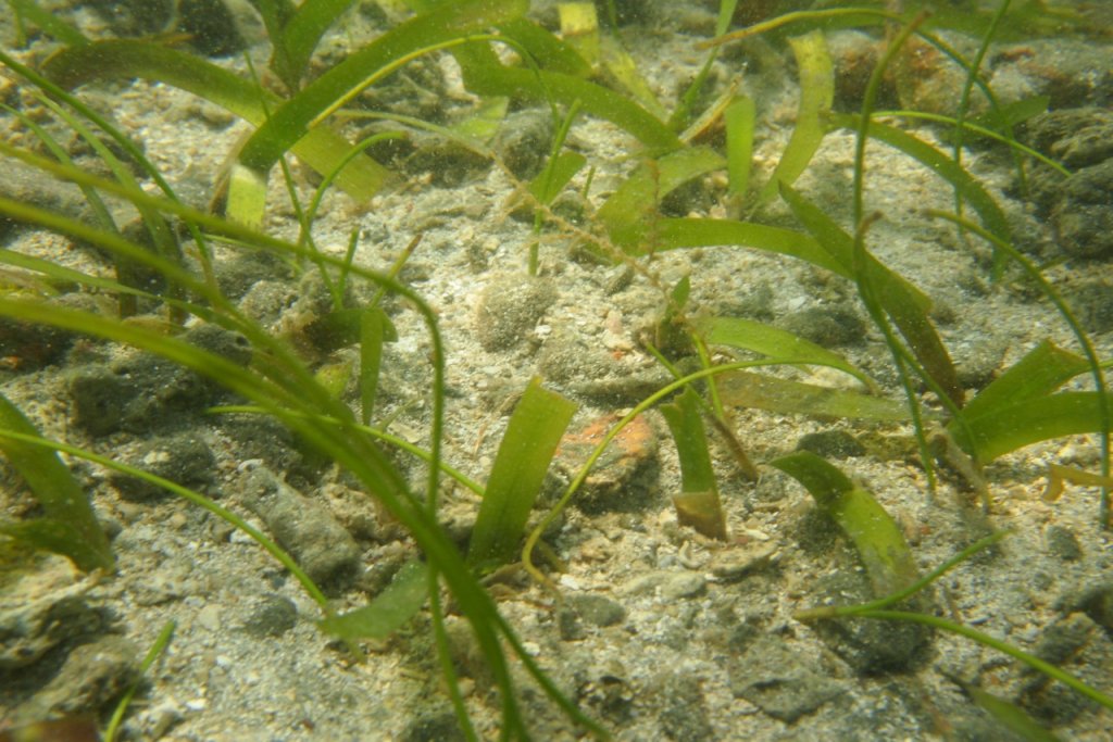 Investigadores abordan beneficios de los pastos marinos para la biodiversidad
