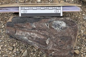 Lee más sobre el artículo Investigadores presentan hallazgos de nuevas especies de dinosaurios en Venezuela