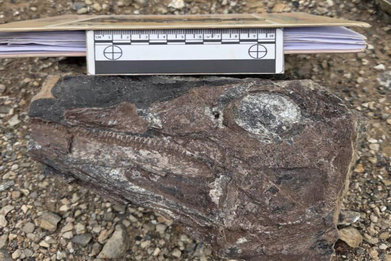 Lee más sobre el artículo Investigadores presentan hallazgos de nuevas especies de dinosaurios en Venezuela