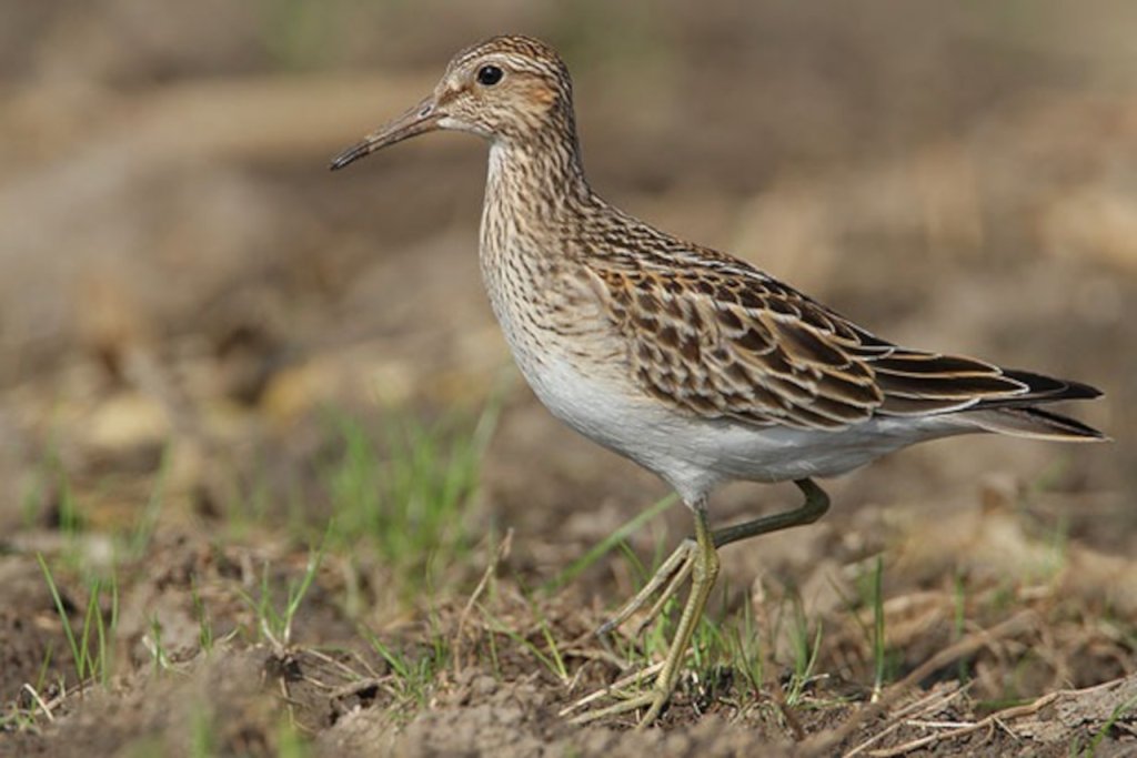 Destacan importancia de los llanos occidentales como área de conectividad para aves playeras migratorias
