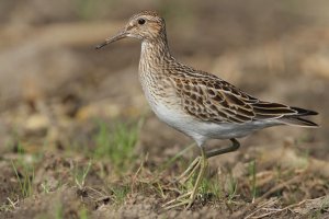 Lee más sobre el artículo Destacan importancia de los llanos occidentales como área de conectividad para aves playeras migratorias