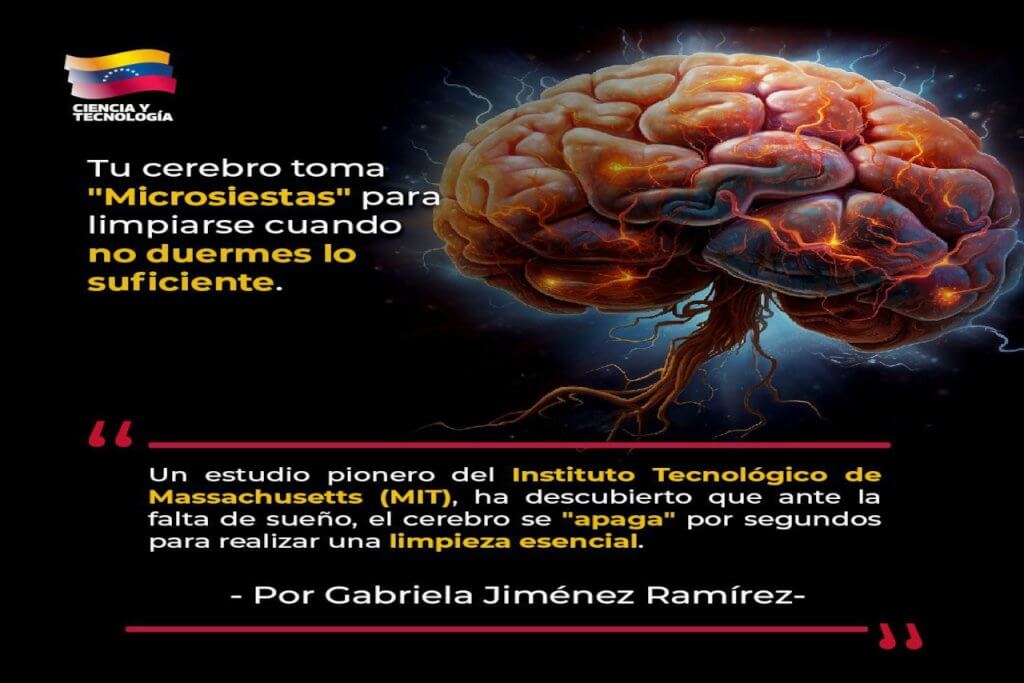 Tu cerebro toma «microsiestas» para limpiarse cuando no duermes lo suficiente
