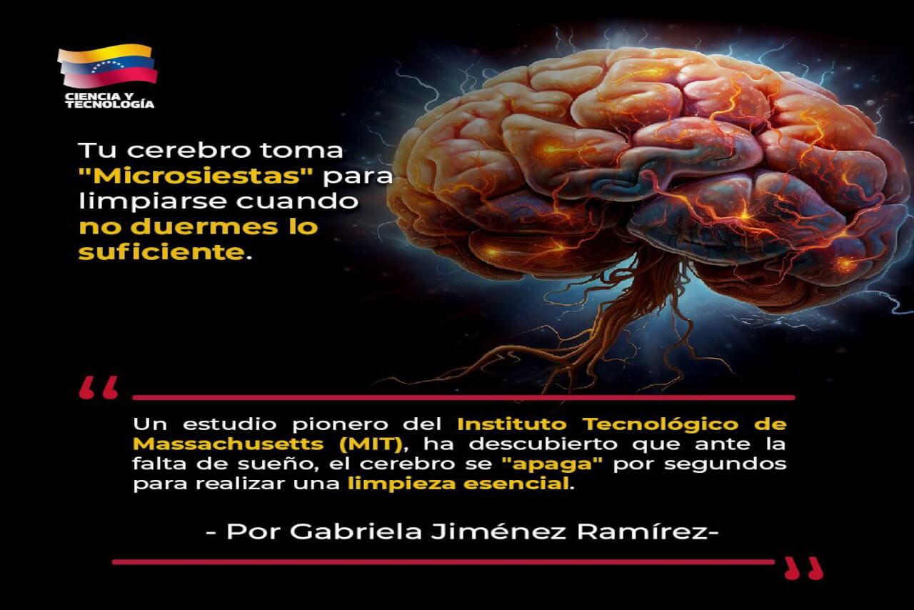 Lee más sobre el artículo Tu cerebro toma «microsiestas» para limpiarse cuando no duermes lo suficiente