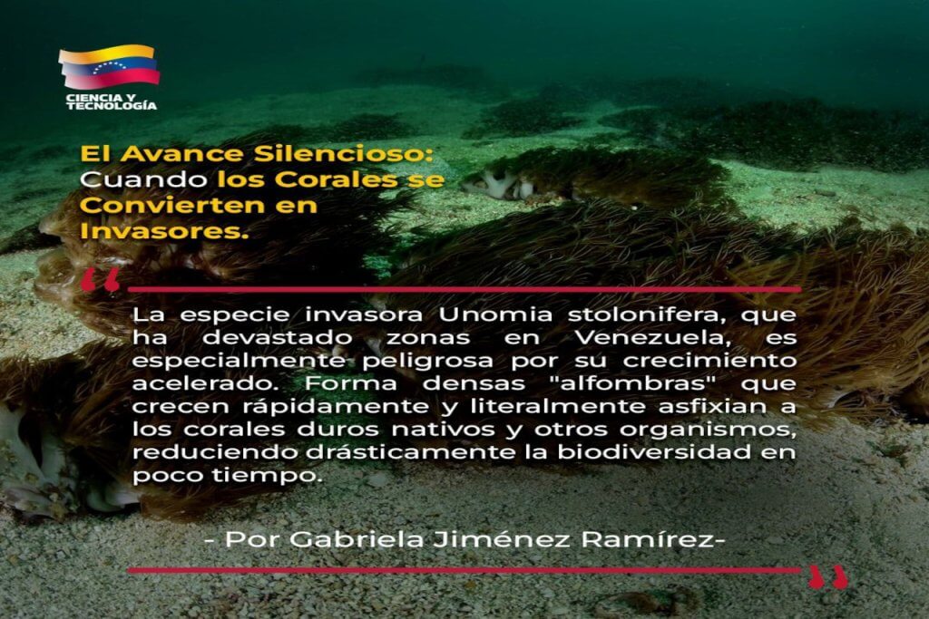 El Avance Silencioso: Cuando los Corales se Convierten en Invasores