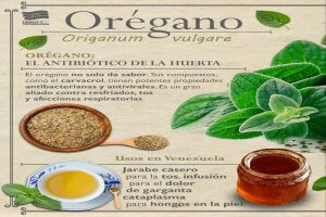 Lee más sobre el artículo ¡El Secreto Ancestral Venezolano para la Salud y el Sabor! Descubre el Poder Oculto del Orégano