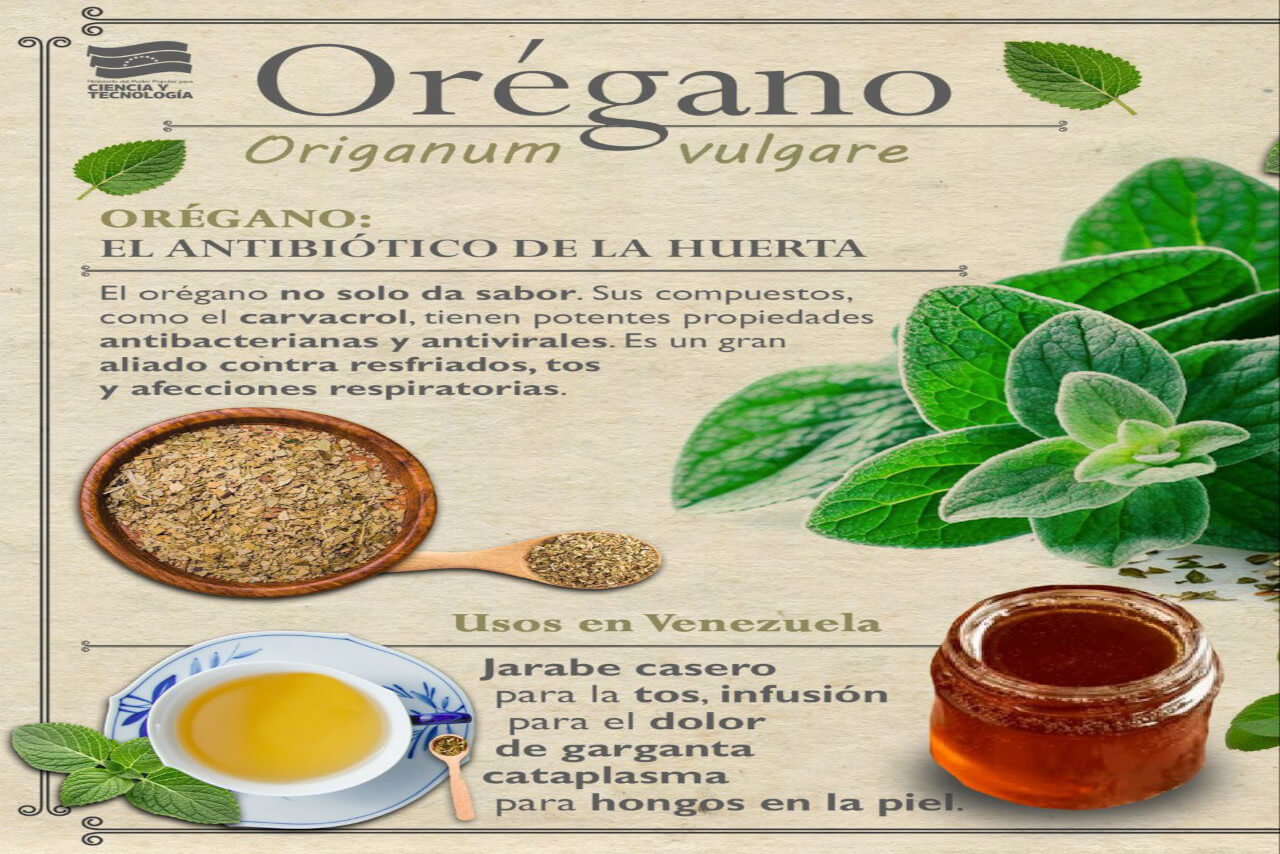 Lee más sobre el artículo ¡El Secreto Ancestral Venezolano para la Salud y el Sabor! Descubre el Poder Oculto del Orégano