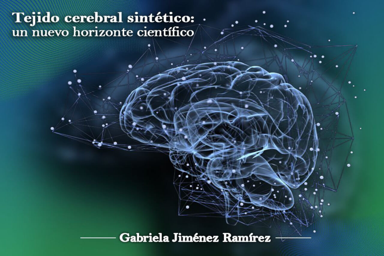 Lee más sobre el artículo Científicos desarrollan un modelo funcional de tejido cerebral sintético