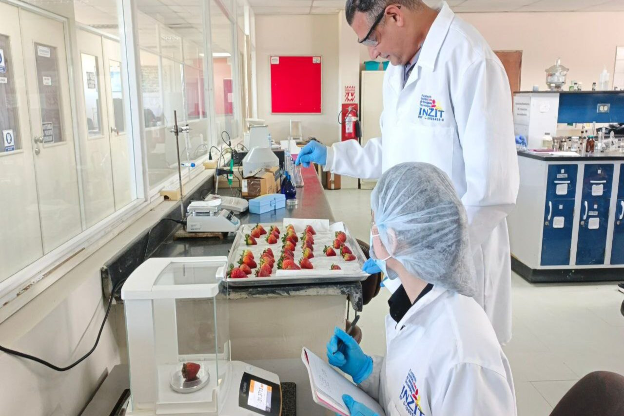 Lee más sobre el artículo Inzit realiza ensayos preliminares con recubrimiento de quitosano en fresas