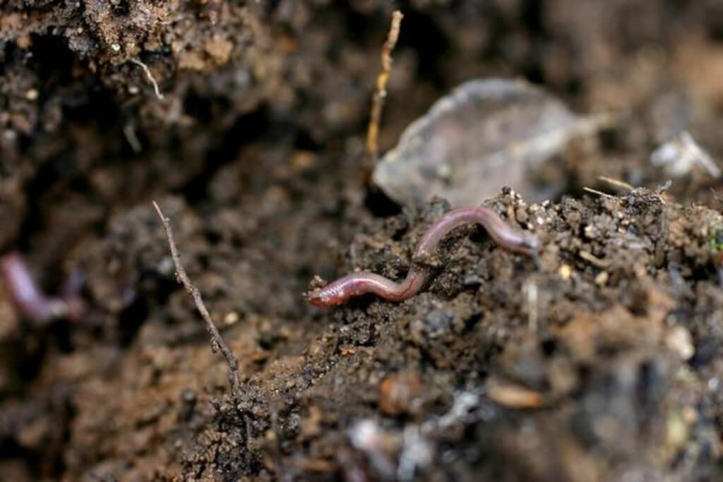 El biólogo Ricardo Guerrero explica todo sobre los fitoparásitos que afectan cultivos agrícolas
