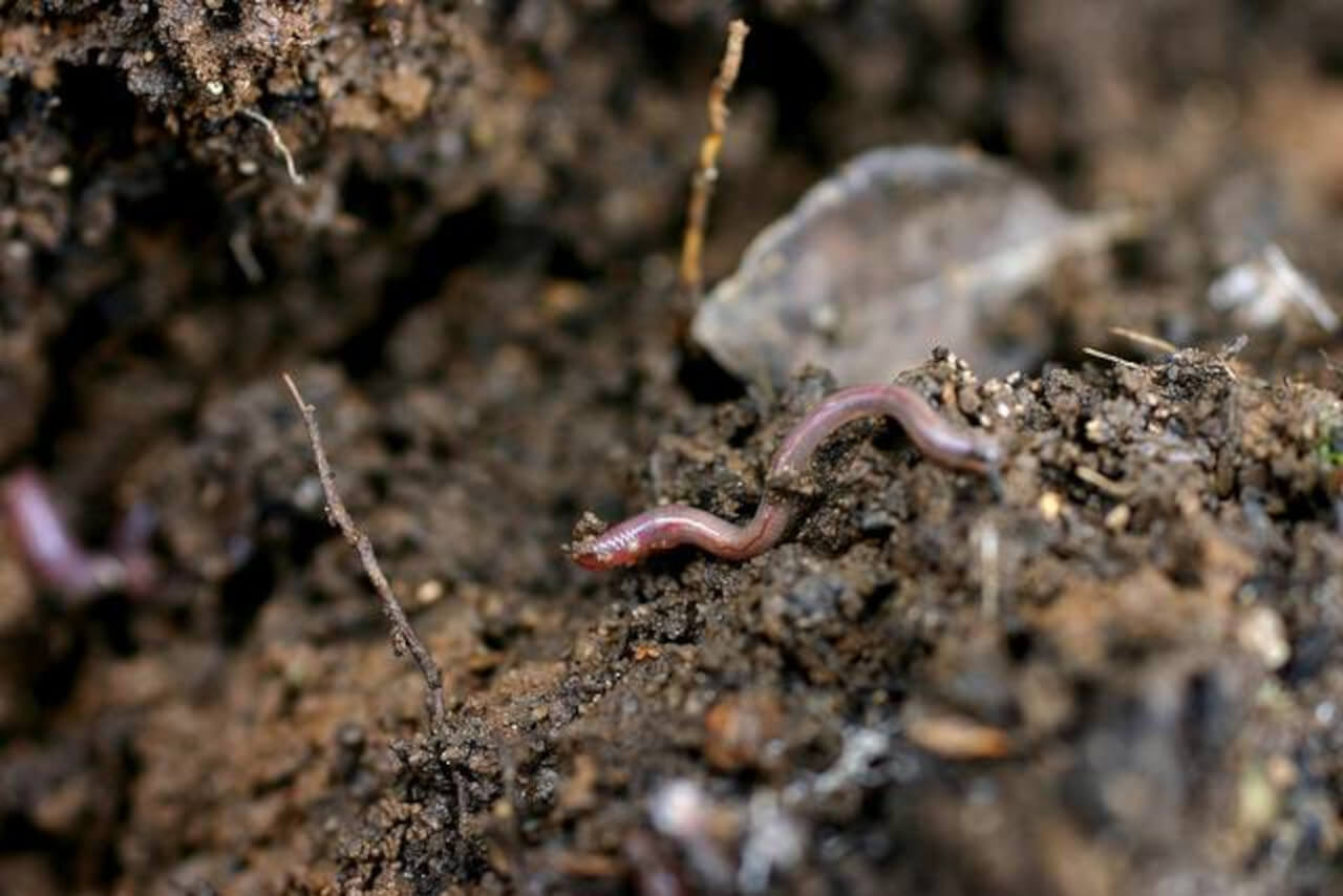 Lee más sobre el artículo El biólogo Ricardo Guerrero explica todo sobre los fitoparásitos que afectan cultivos agrícolas