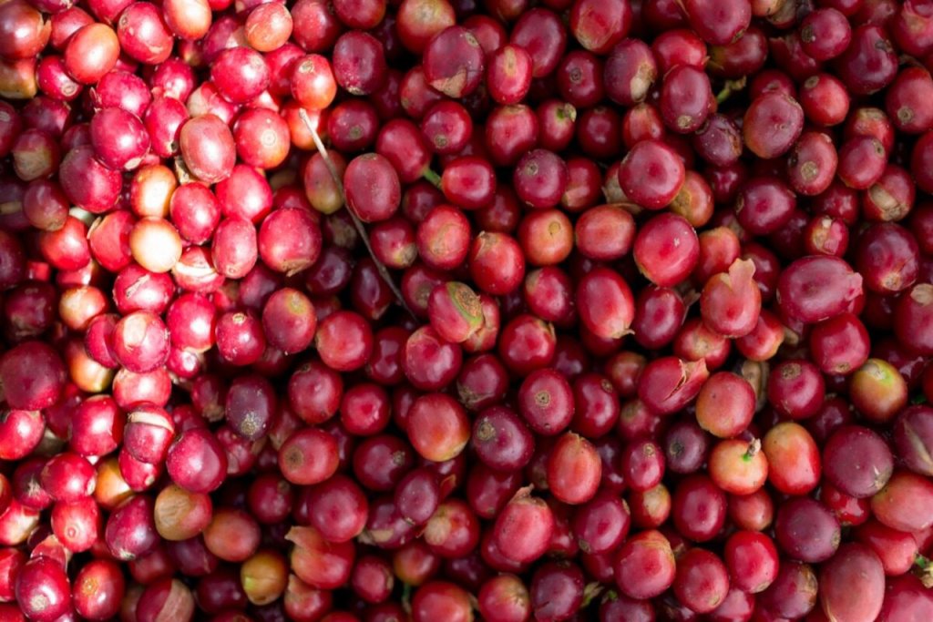 IVIC cosecha café orgánico de calidad Caracas Blue