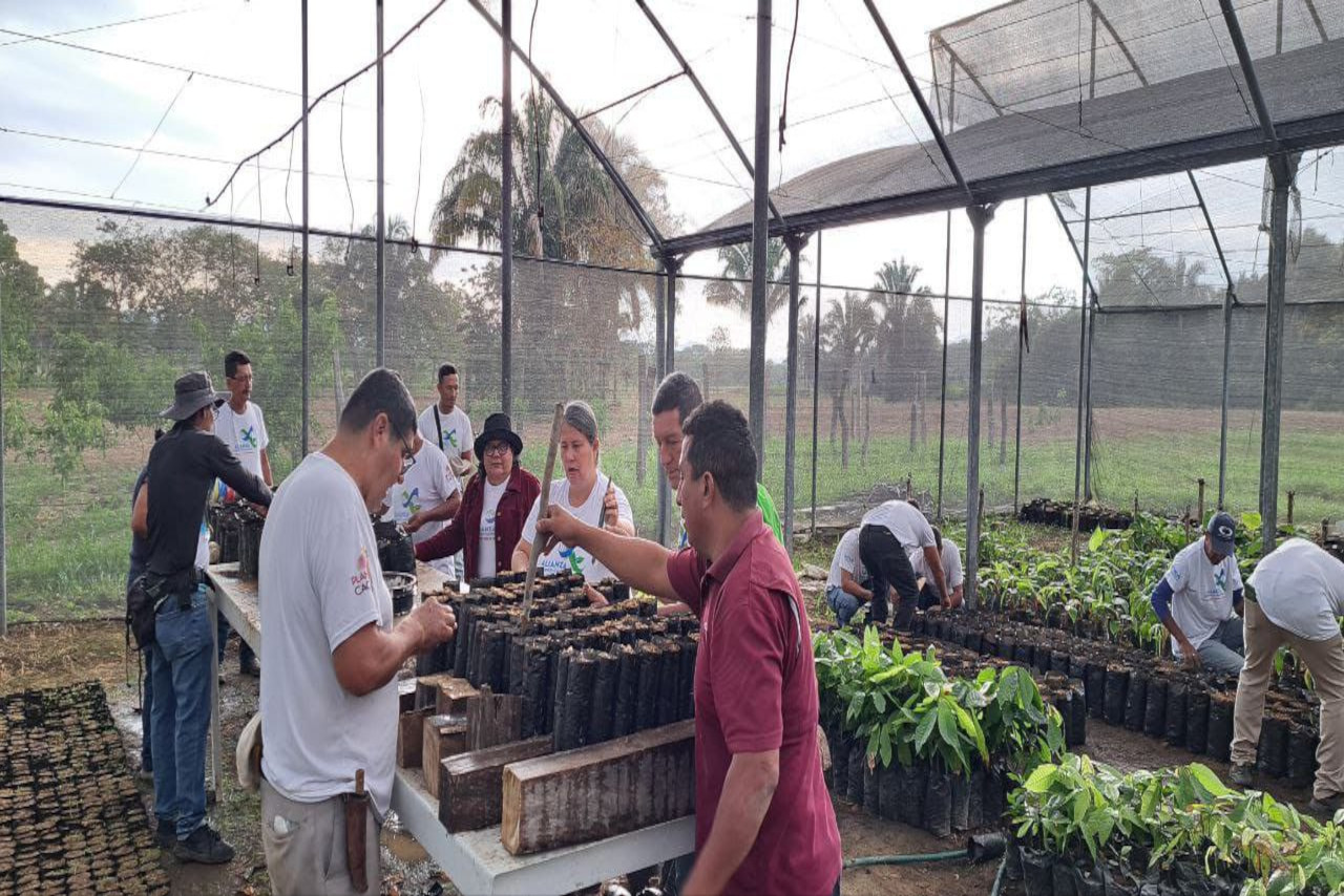 Lee más sobre el artículo ACAV impulsa siembra de semillas y ensayos experimentales en formación de injertación para el Plan Cacao