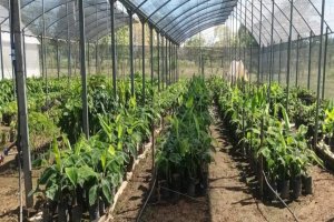 Lee más sobre el artículo ACAV fortalece producción agrícola con entrega de plantas musáceas en Portuguesa