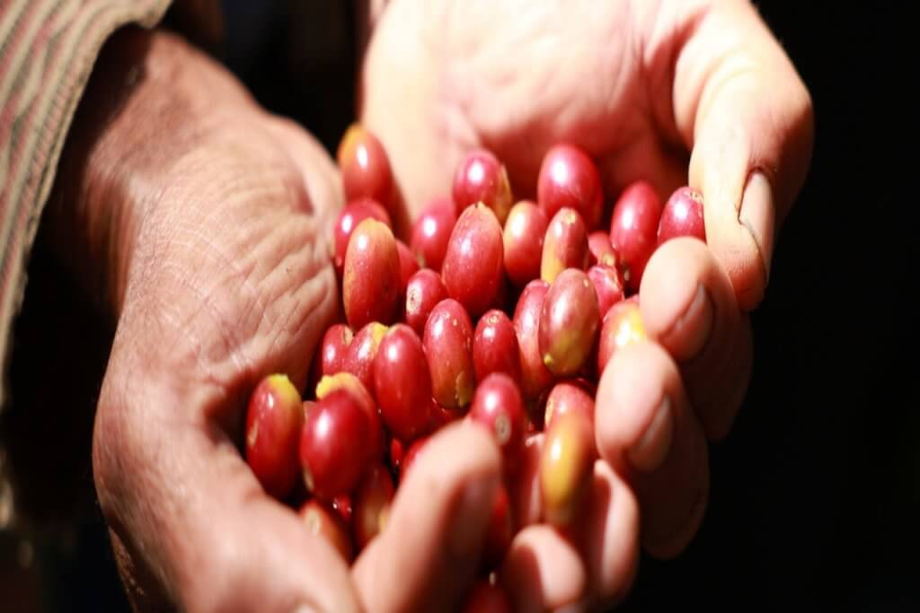 Investigadores venezolanos redefinen producción orgánica y urbana del café de especialidad