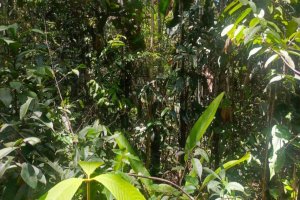 Lee más sobre el artículo Nuevo género de mariposas revela riqueza de la Amazonia venezolana