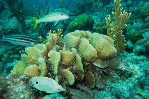 Lee más sobre el artículo Innovadora investigación en el Caribe venezolano revela estatus tectono-sedimentario de nuestros archipiélagos e islas arrecifales