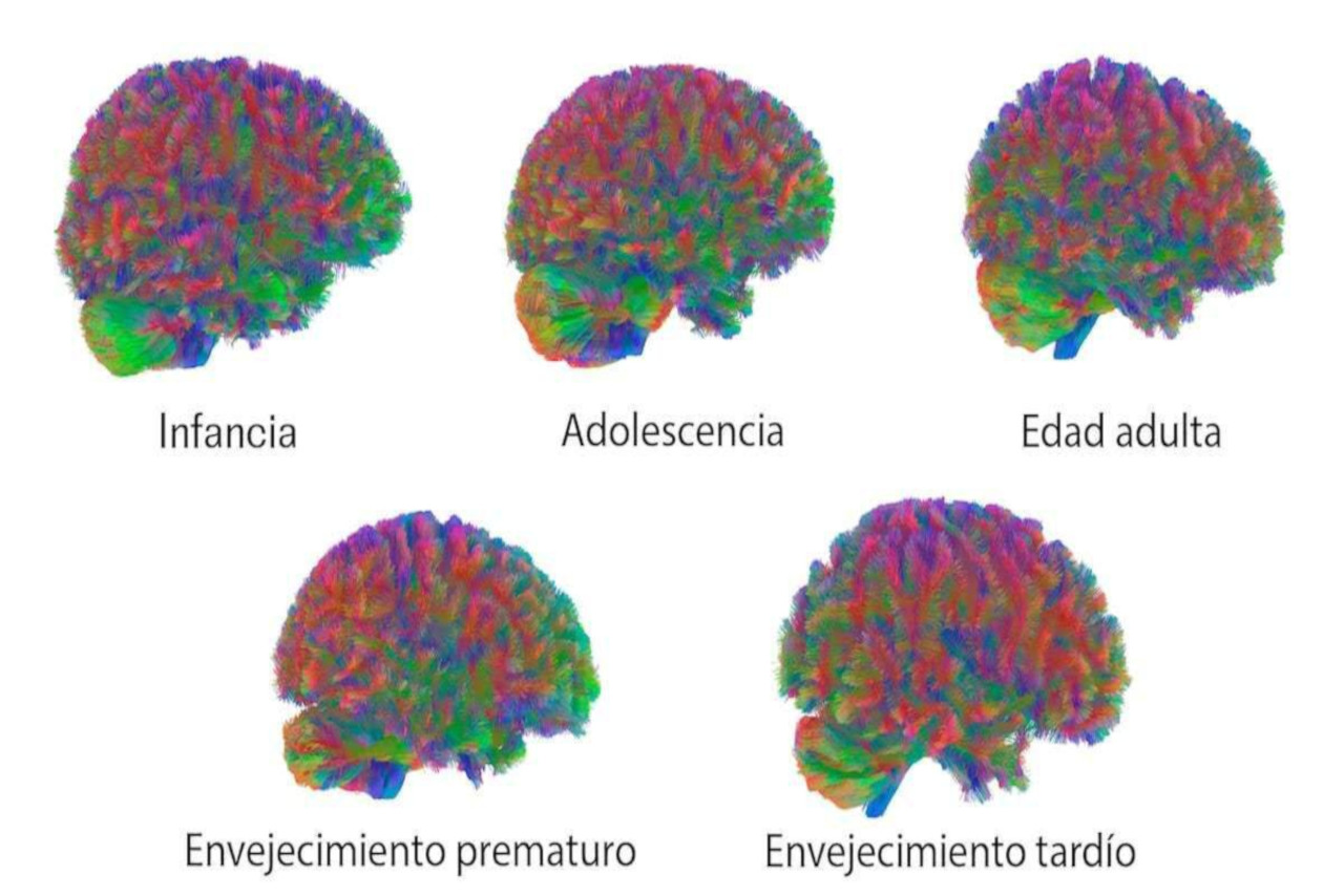 Lee más sobre el artículo Ministra Gabriela Jiménez destaca hallazgo científico que identifica puntos de inflexión en el desarrollo del cerebro humano