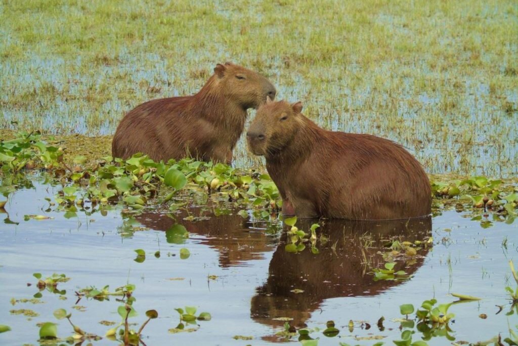 Presentan primer balance de fiscalización sobre especies baba y chigüire